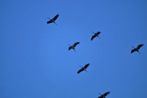 boddenlandschaft-im-herbst-kranicheinflug-am-abend-2-k-f-mucc88hler