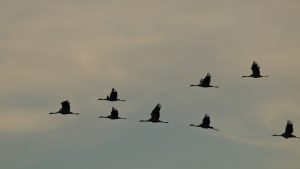 boddenlandschaft-im-herbst-kranicheinflug-am-abend-3-k-f-mucc88hler