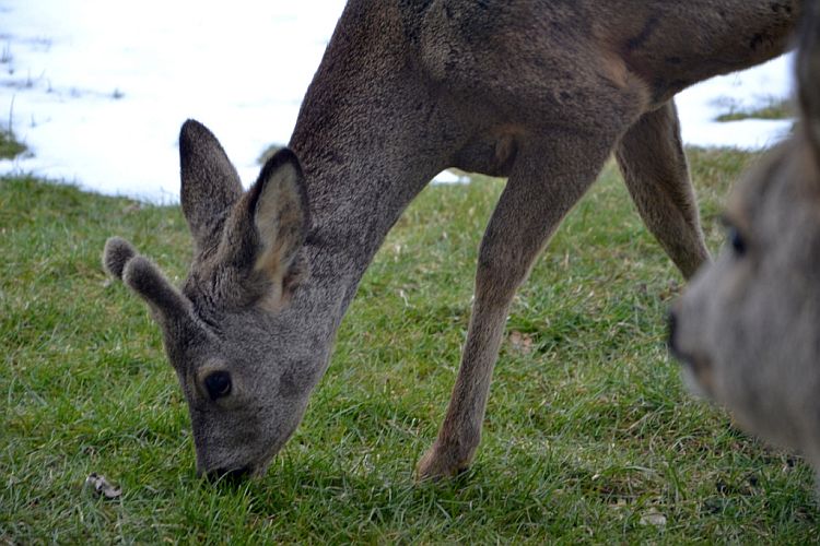 boeckchen-und-schwester-p-fritsch