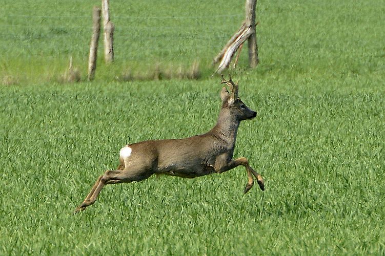 boeckchenflucht-in-drehnow-k-lange