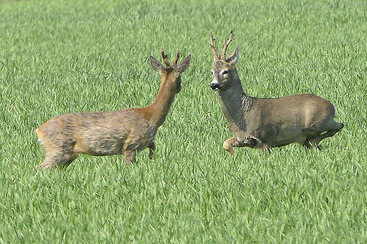 boeckchenkampf-in-drehnow-k-lange