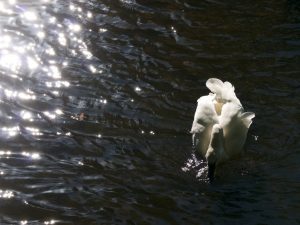 branitz-im-herbst-bernd-opel