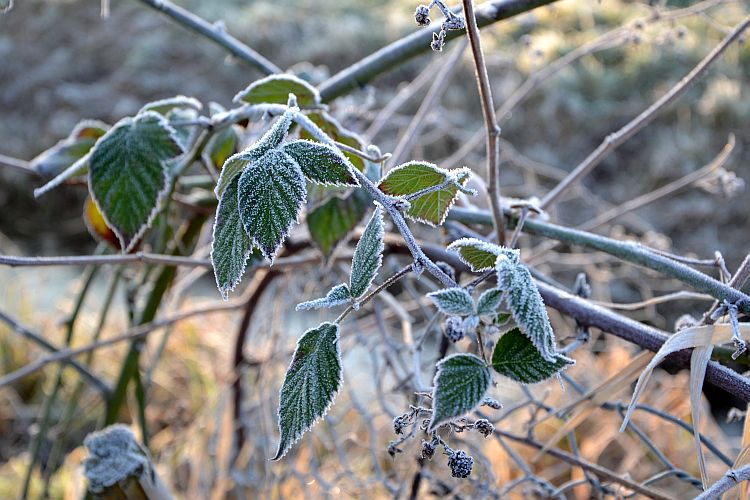 brombeerblaetter-dem-frost-getrotzt-p-fritsch