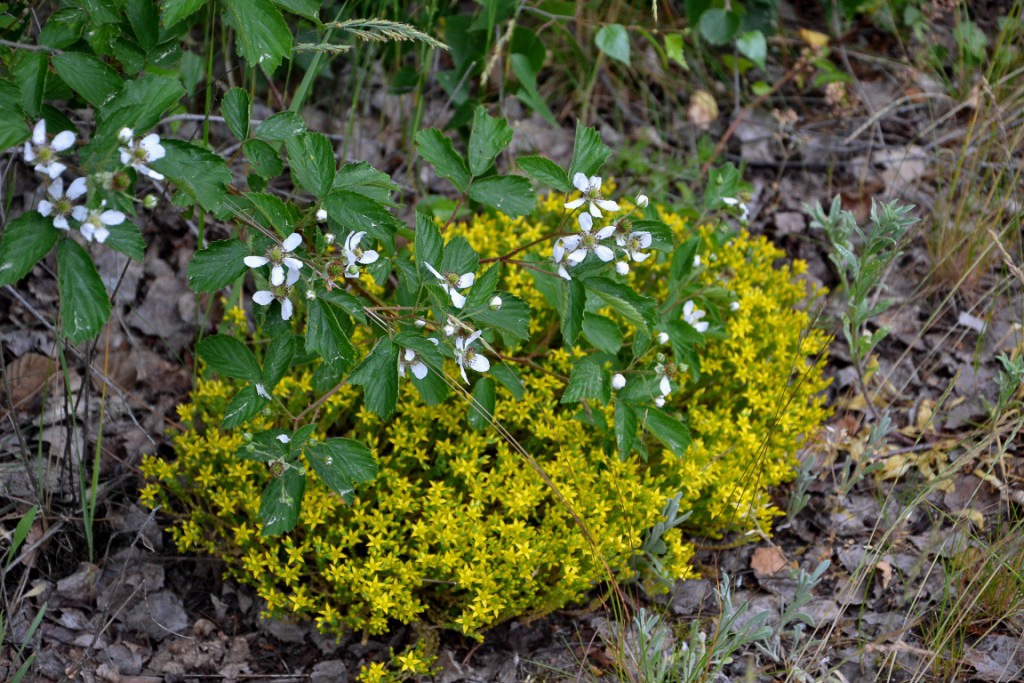 brombeere-auf-mauerpfeffer-p-fritsch