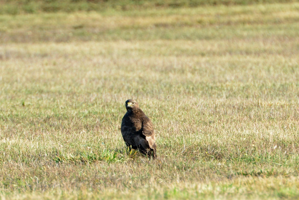 bussard-k-lange