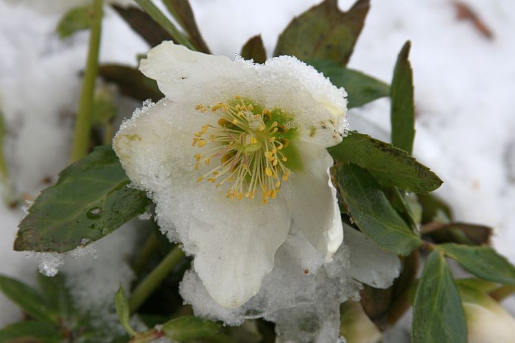 christrose-hanskarl-moeller