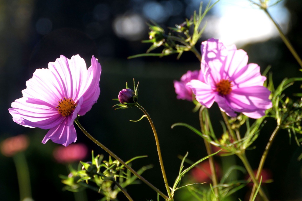 cosmea-h-mucc88ller