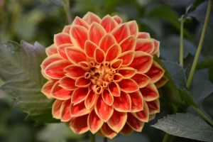 dahlienbluete-p-fritsch