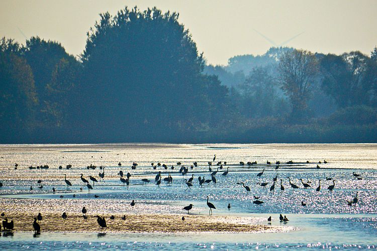 das-grosse-abfischen-der-reiher-h-mueller