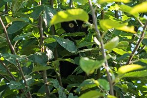 der-beobachter-b-mocc88cker