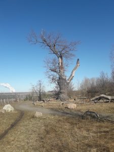 die-friedenseiche-am-tagebau-klinge-p-fritsch