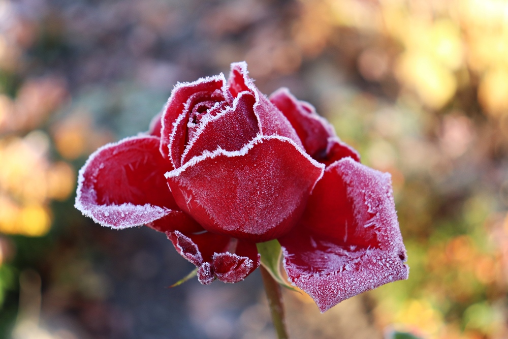 die-letzte-rose-r-karge_
