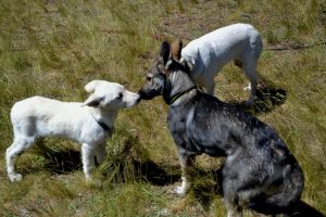 die-rangordnung-garantiert-ein-friedfertige-miteinander-p-fritsch
