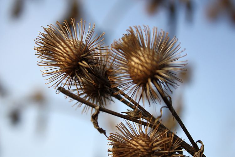 distel-im-herbstkleid-r-karge_