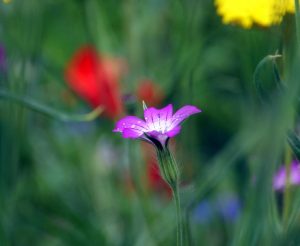 ega-erfurt-1-h-mucc88ller