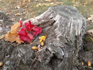 ein-blickfang-im-herbst-p-fritsch_0