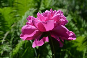 eine-pfingstrose-blueht-p-fritsch