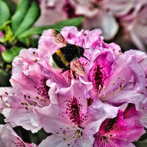 erdhummel-in-aktion-1-k-f-muehler