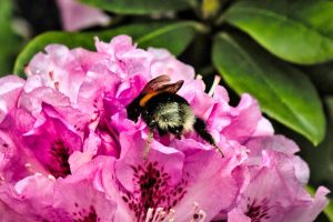 erdhummel-in-aktion-3-k-f-muehler