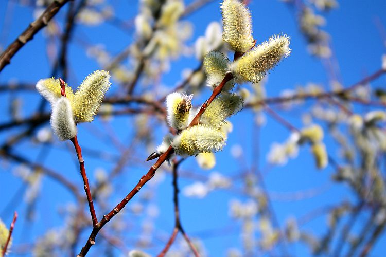 erste-wildbienen-finden-nektar-r-karge_