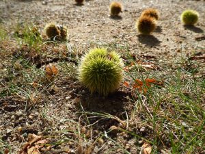 Esskastanie - Bernd Opel