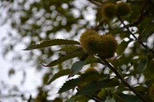 esskastanie-p-fritsch