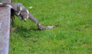 falke-jagt-p-fritsch