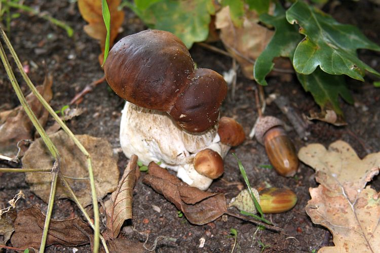 familie-steinpilz-hk-moeller