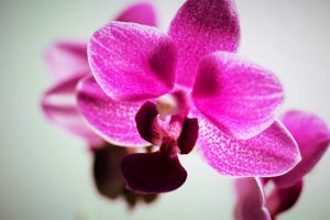 faszination-orchidee-1-k-f-muehler