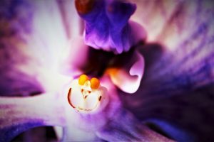 faszination-orchidee-10-k-f-muehler