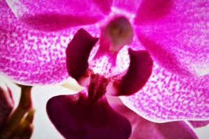 faszination-orchidee-2-k-f-muehler
