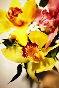 faszination-orchidee-3-k-f-muehler