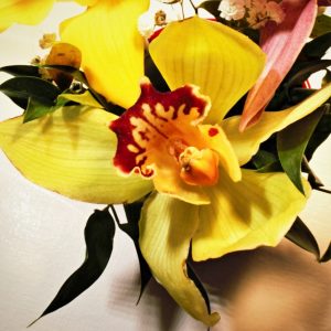 faszination-orchidee-4-k-f-muehler