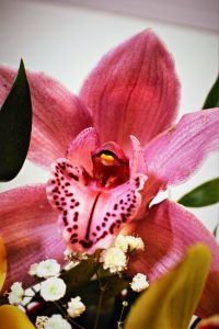 faszination-orchidee-5-k-f-muehler