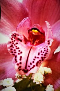 faszination-orchidee-6-k-f-muehler