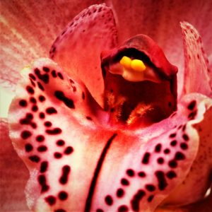 faszination-orchidee-7-k-f-muehler