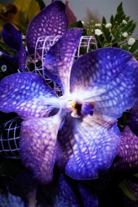 faszination-orchidee-8-k-f-muehler