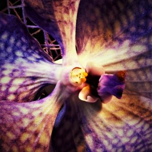 faszination-orchidee-9-k-f-muehler