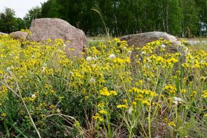 findlinge-1-k-f-muehler