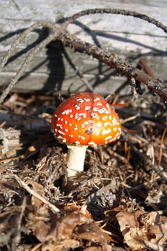 fliegenpilz-im-sonnenbad-r-karge