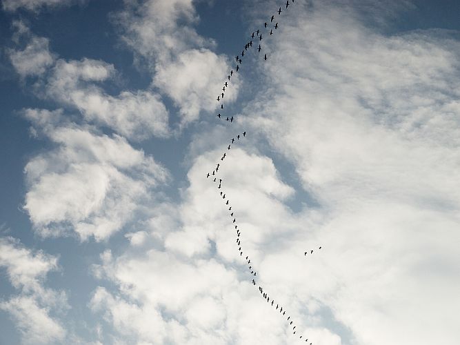 flugschau-berndopel
