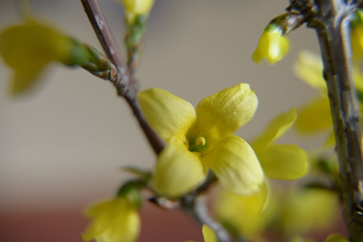 forsythia-k-lange