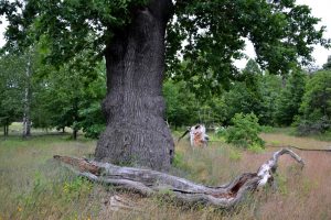 friedenseiche-p-fritsch