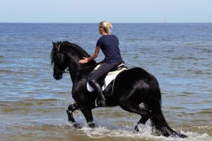 friesen-an-der-ostsee-4-k-f-mc3bchler