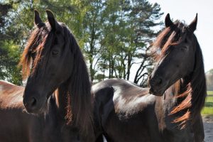 friesenkumpel-k-f-mc3bchler