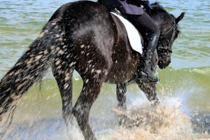 friesischer-badespac39f-k-f-mc3bchler