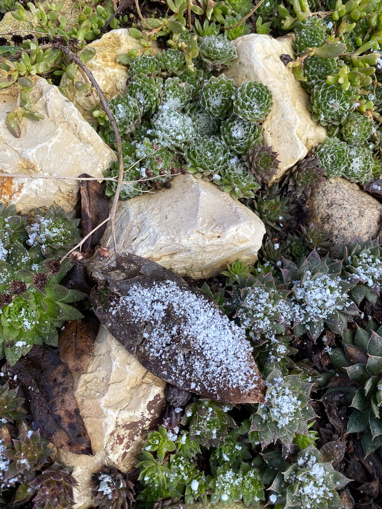frostige-schocc88nheit-1-bernd-opel