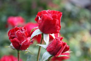 frostrosen-1-r-karge_