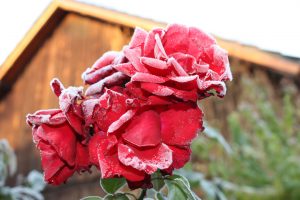 frostrosen-2-r-karge_