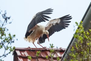 frucc88hlingsbote-b-mocc88cker